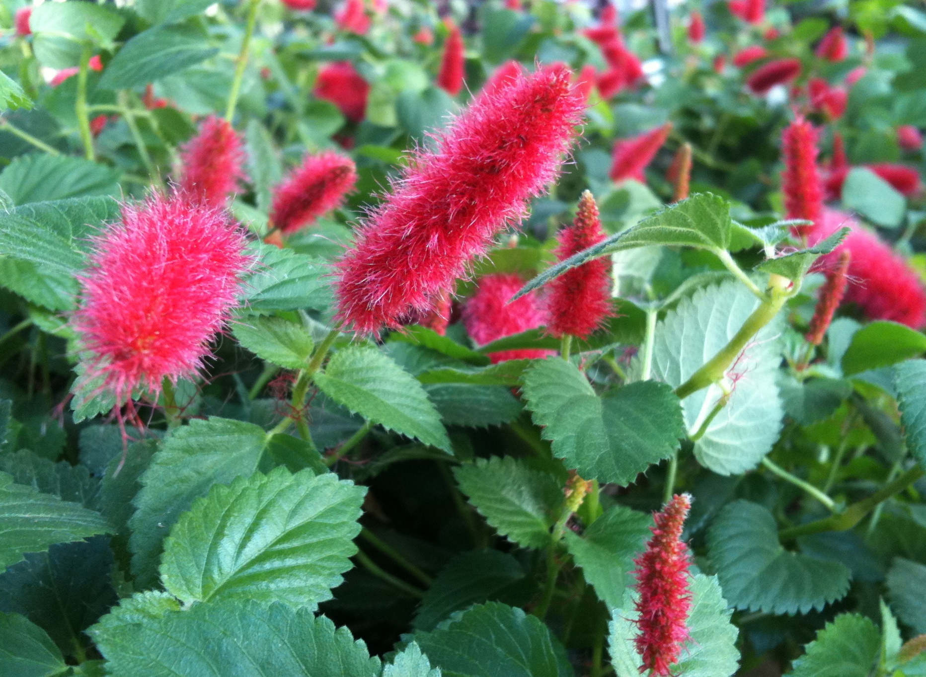 معرفی و راهنمای پرورش گیاهان زینتی فضای باز - آکالیفا پندولا